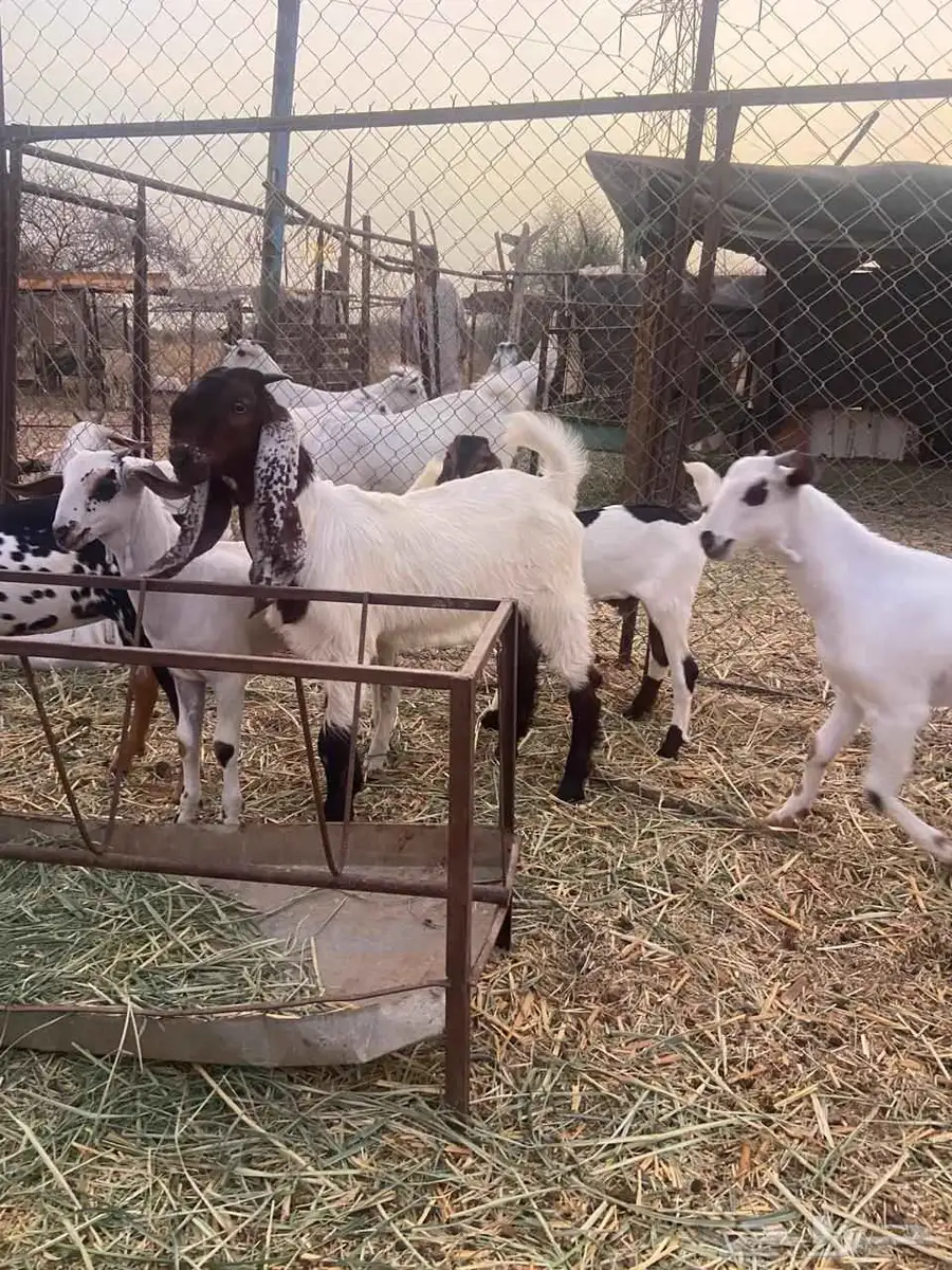 تيس مطور فاخر 2