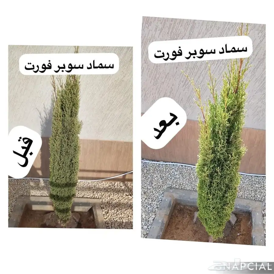 مشتل المزن 0