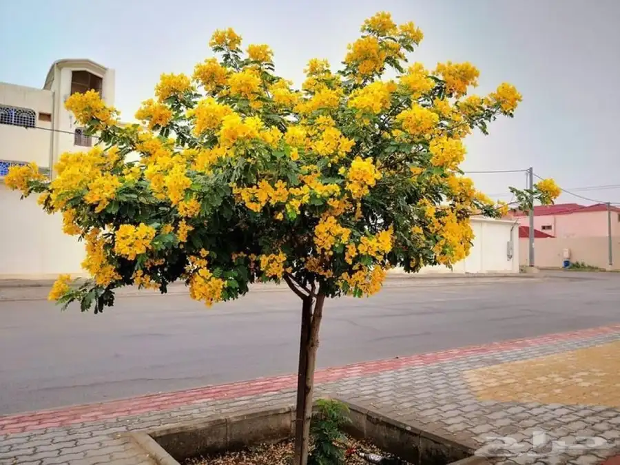 مشتل زراعي 7