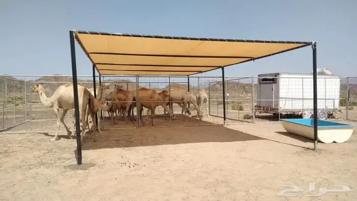 مضلات ابل 5