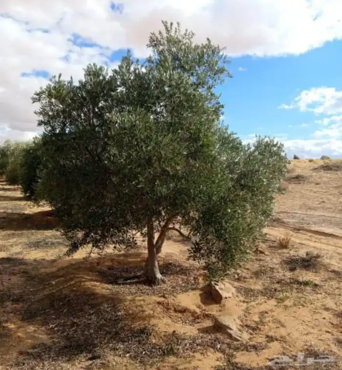 نقوم بتوريدوزرعه جميع انواع النخيل والزيتون 5