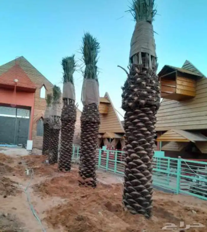 نقوم بتوريدوزرعه جميع انواع النخيل والزيتون 0