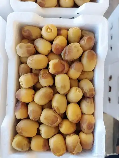 رطب روثانة وانواع فاخرة من رطب المدينة المنورة 0