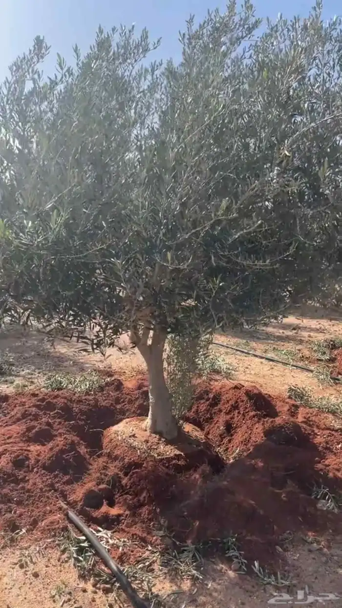 نقوم بتوريدوزرعه جميع انواع النخيل والزيتون 9