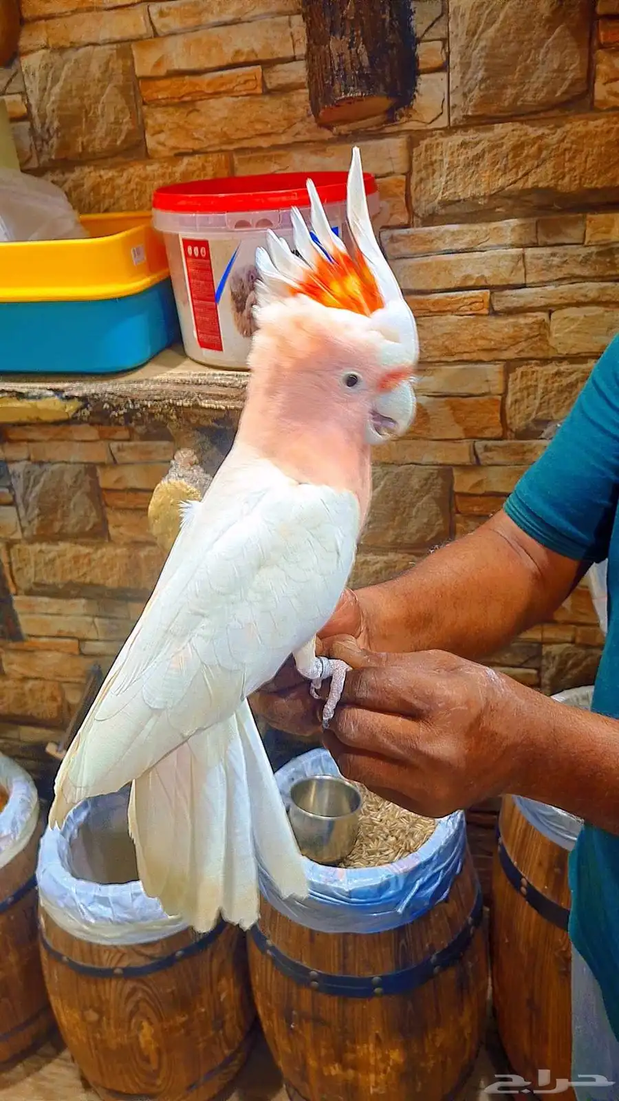 كوكاتو ميجر ميتشل 14