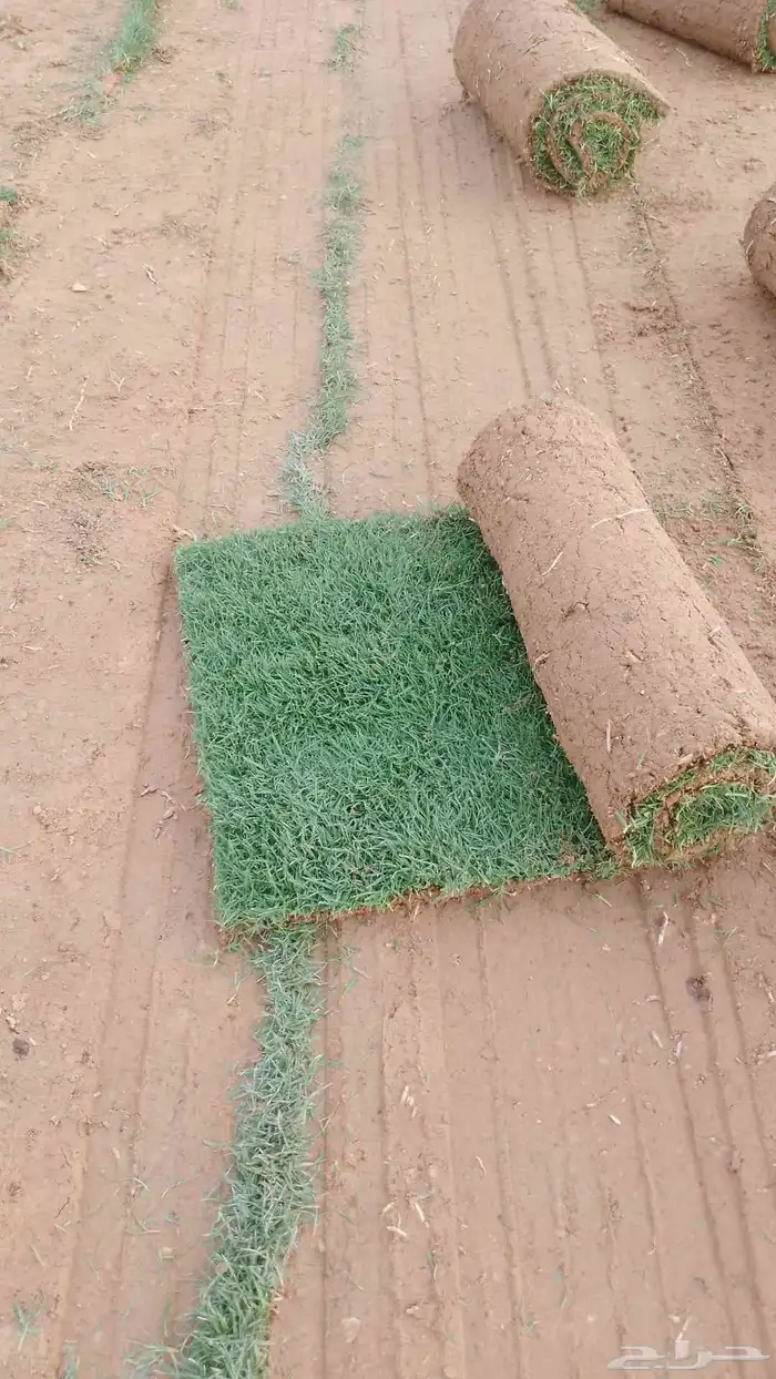ثيل طبيعي الدرجه الاولى الخرج 8