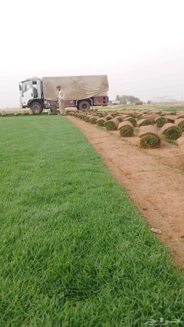ثيل طبيعي الدرجه الاولى الخرج 9