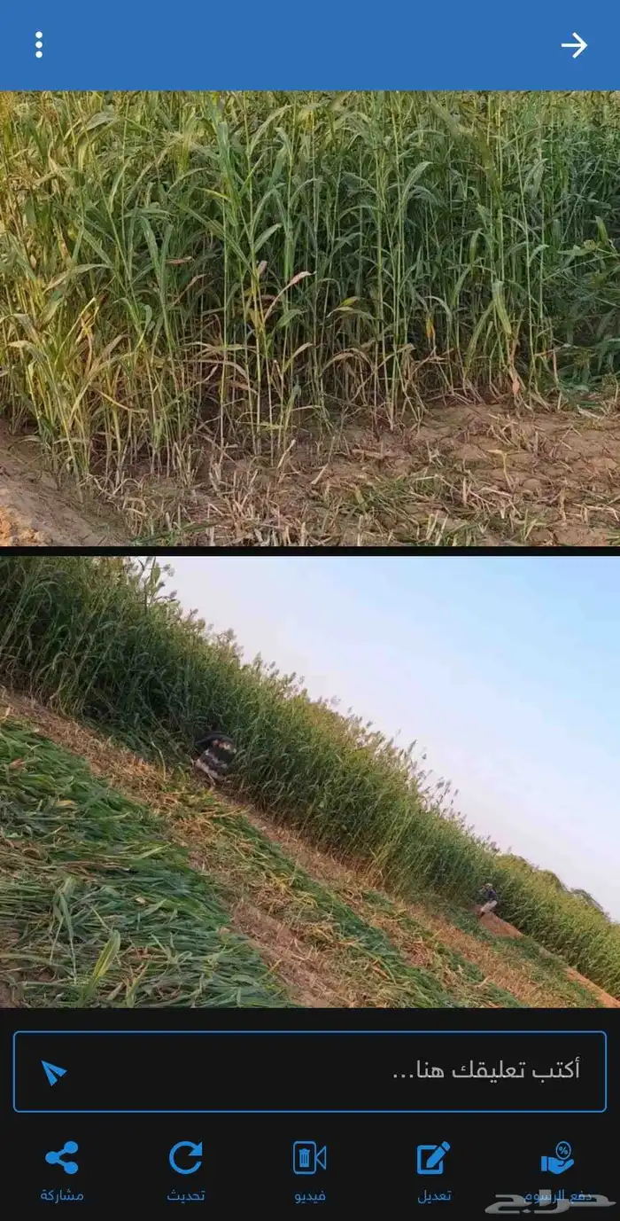 علف ذره حمرا جديد 0