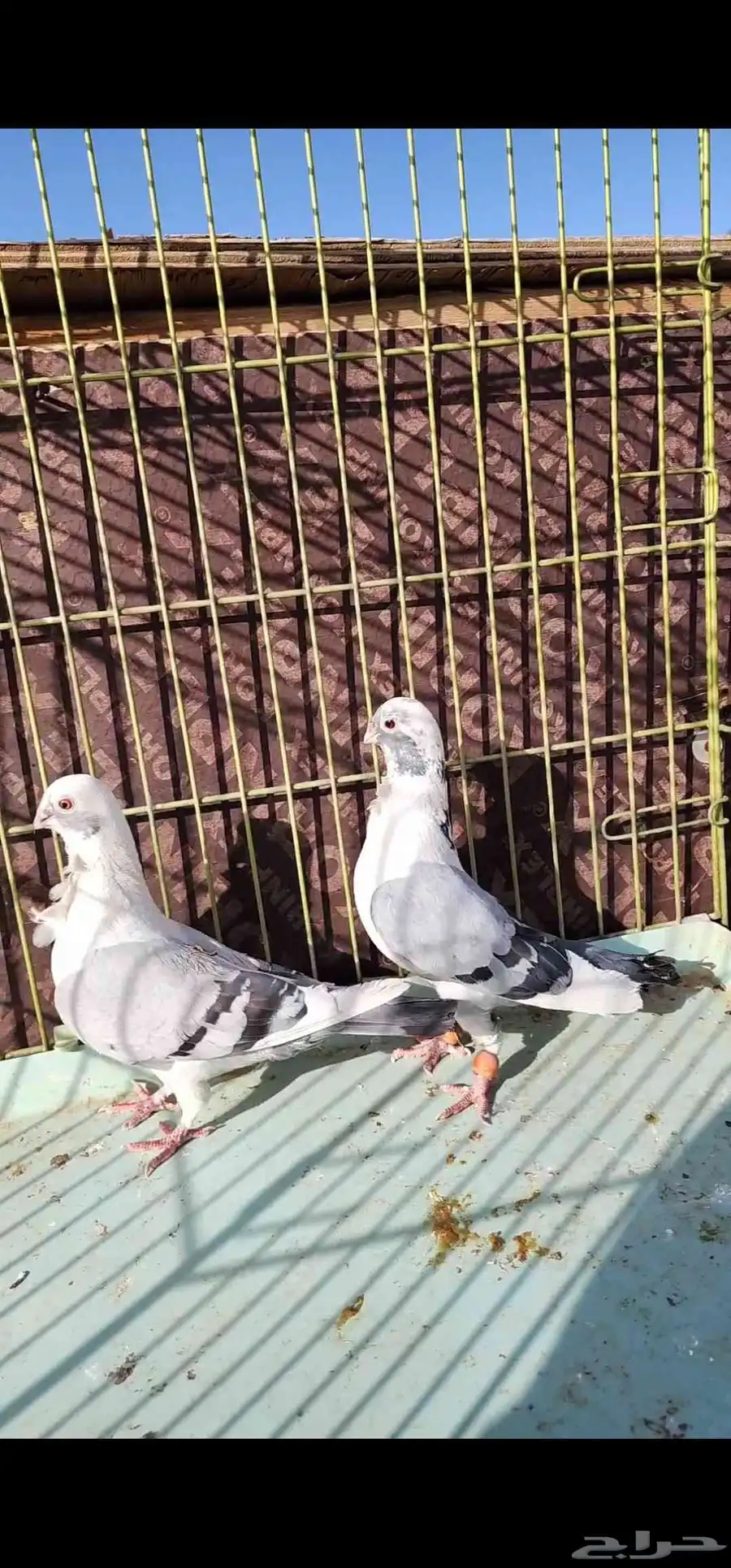 حمام شامي 2