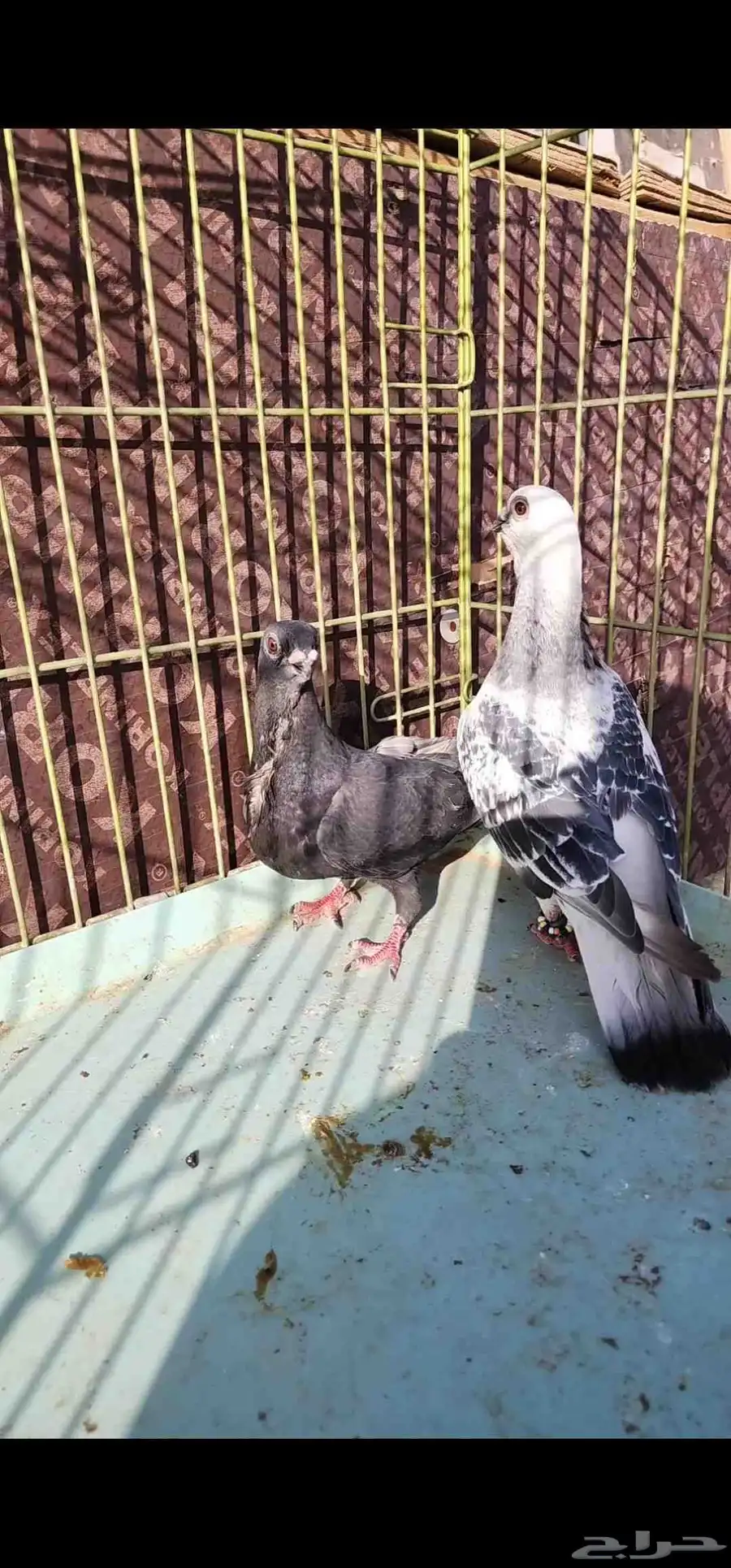 حمام شامي 4