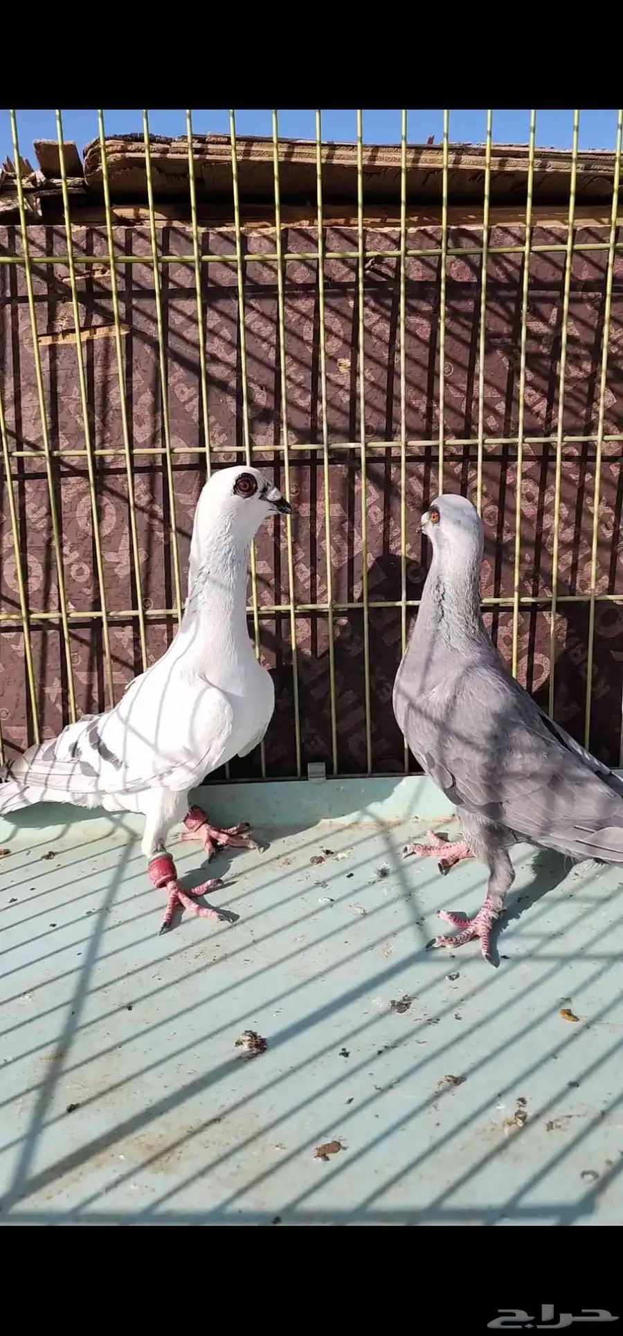حمام شامي 1