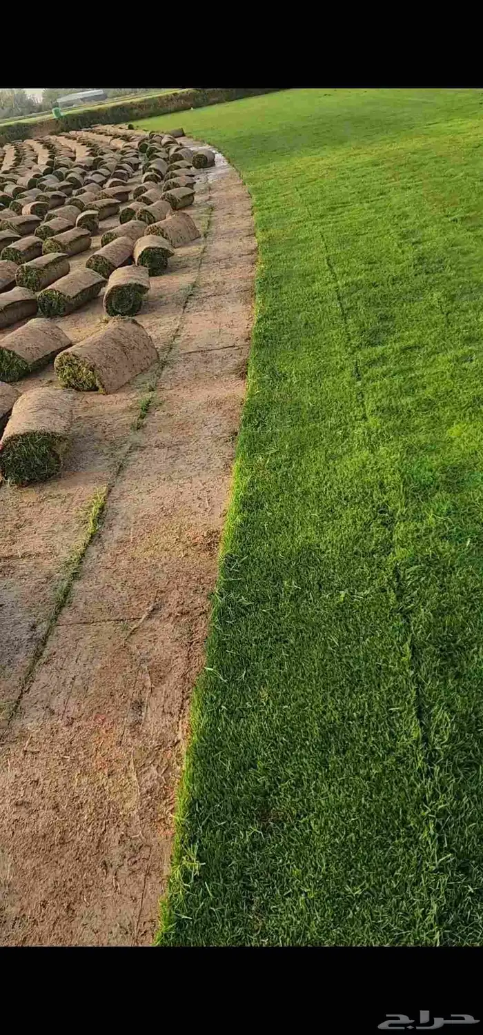 ثيل طبيعي درجة أولى سي2000 صافي ونقي 5