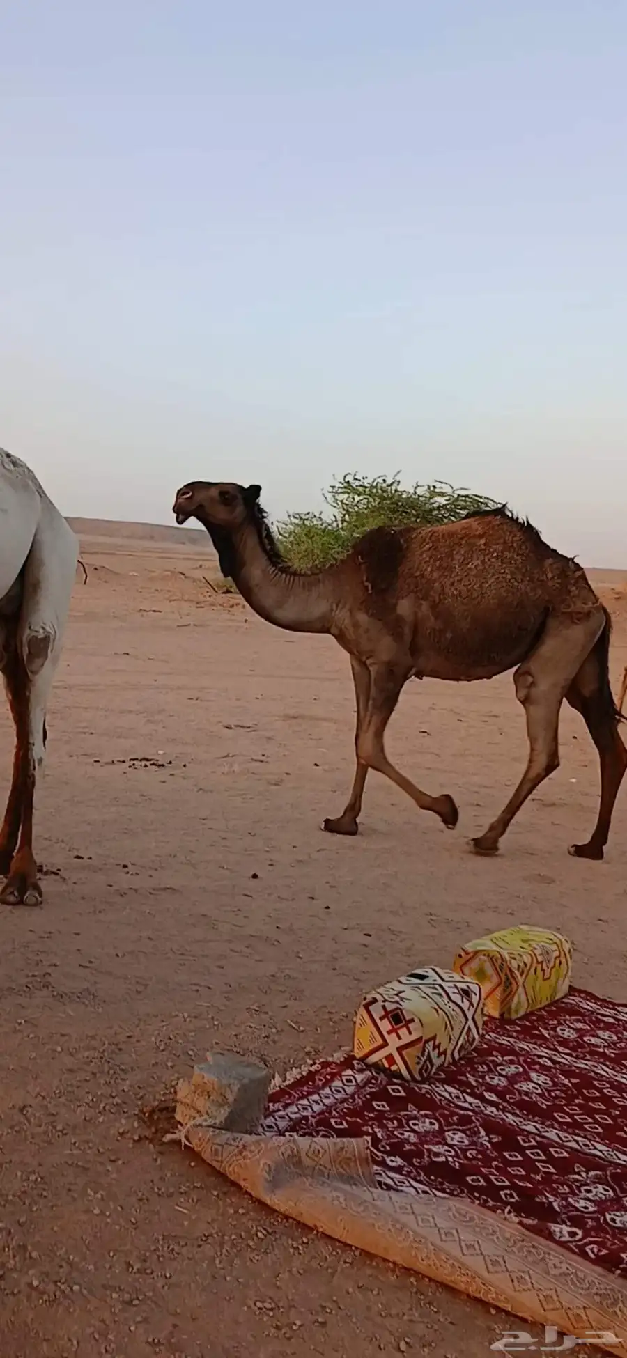 بكره حقه صفراء للبيع 0