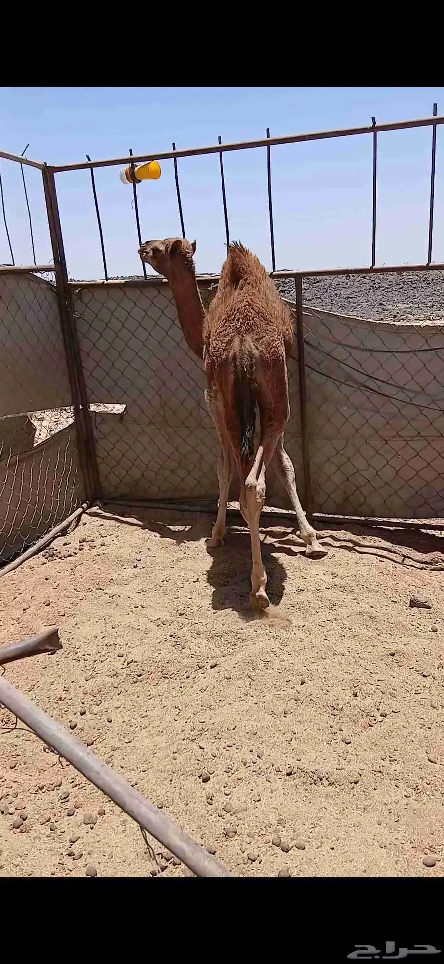النوع قعدان برية ع حليب والربيع الربيع فاخرة من الآخرة 1