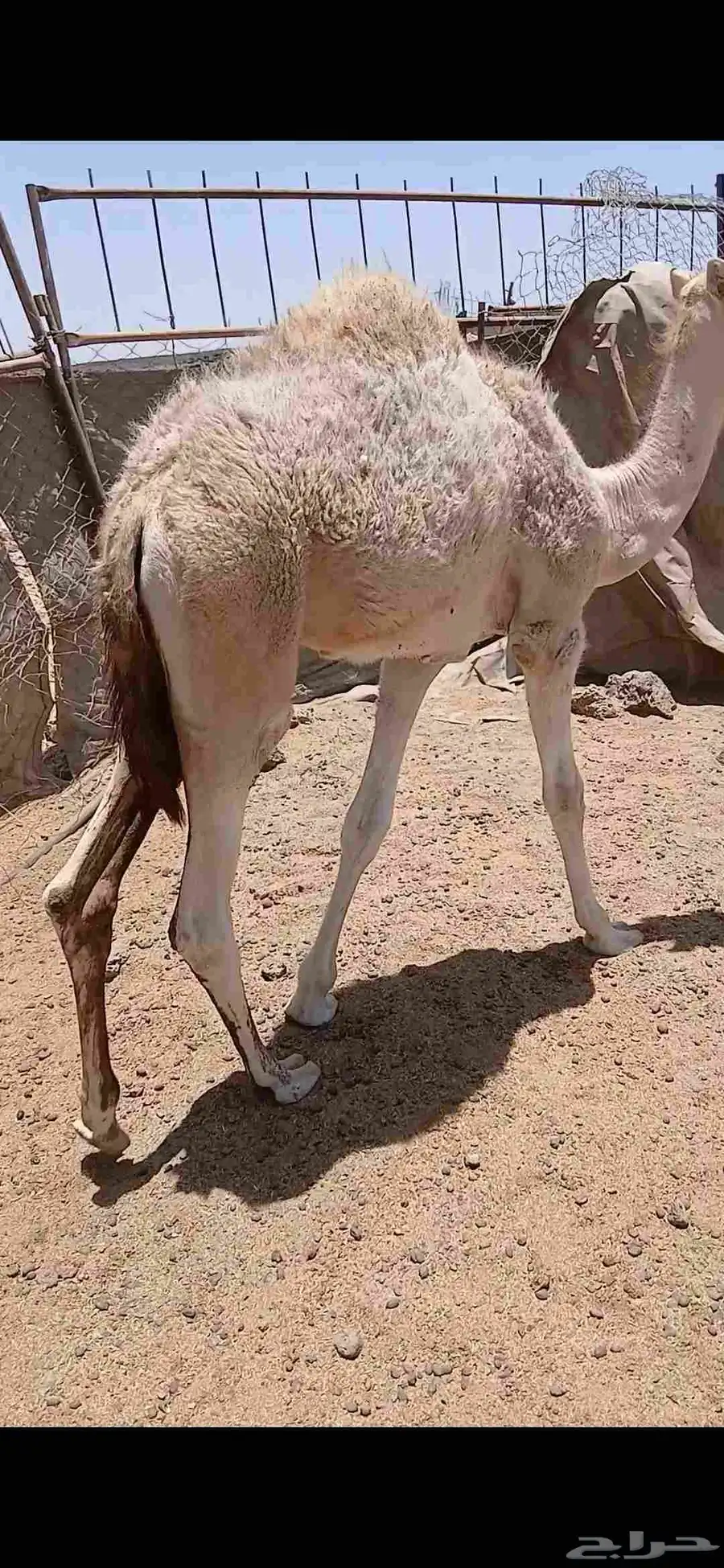 النوع قعدان برية ع حليب والربيع الربيع فاخرة من الآخرة 0