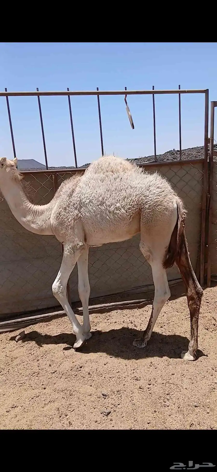 النوع قعدان برية ع حليب والربيع الربيع فاخرة من الآخرة 2