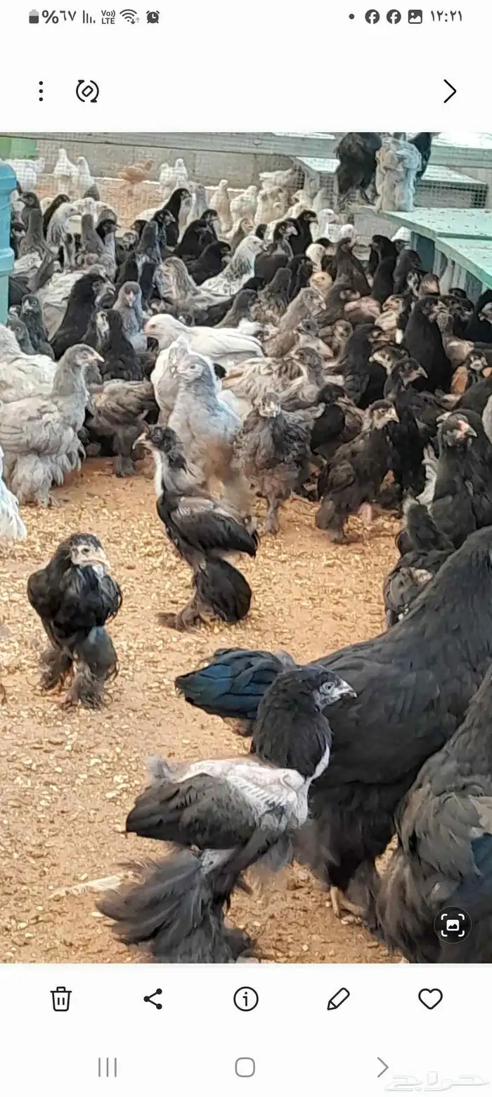 دجاج البرهام الاصلي للبيع مستعجل صاحب المزرعه مسافر 1