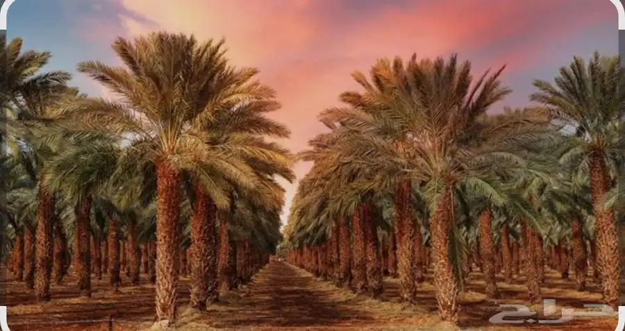 نخل نخيل مثمر 3