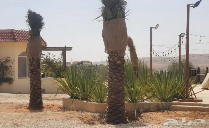 نقوم بتوريدوزرعه جميع انواع النخيل والزيتون 3
