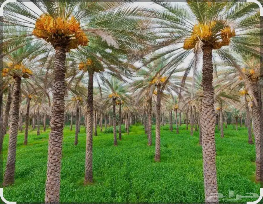 نخل نخيل مثمر 2