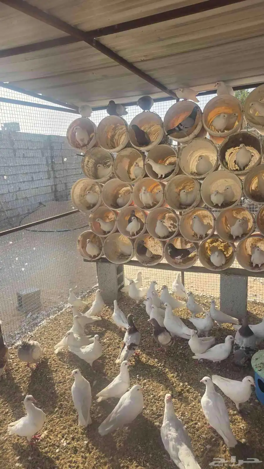 للبيع حمام لاحم امهات 0