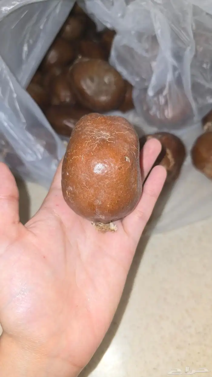 للبيع دوم بالكيلو 0