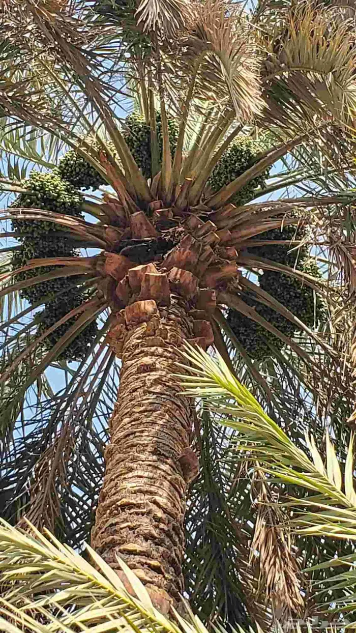 الي عنده مزرعه مهجور و يشتي يضبط ها ماعليه سوا اتواصل 0