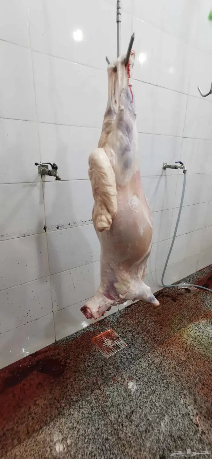 طليان حريه وسواكني مرباه اكثر من 4شهور 2