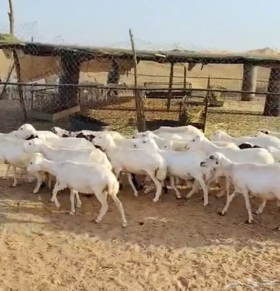ضان رفيدية جملة 0