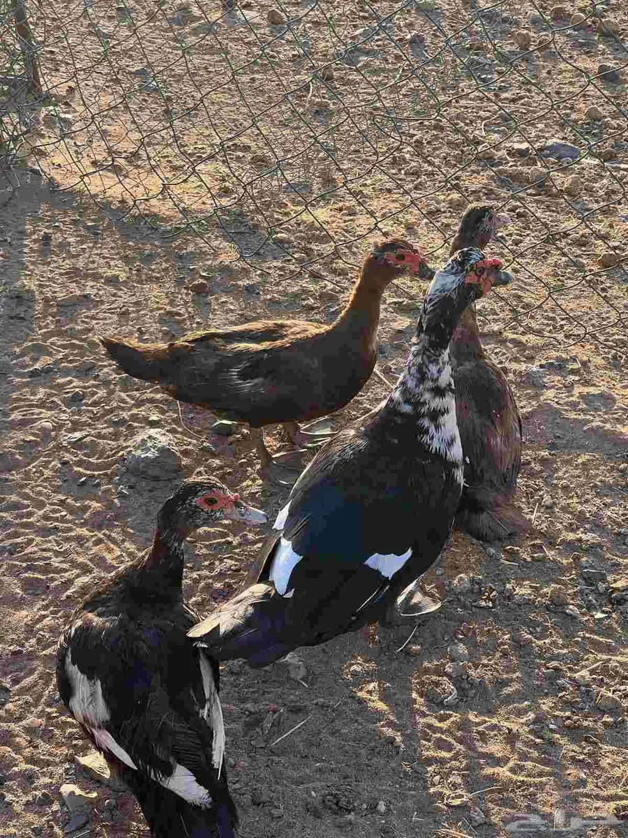 بط مصري بياض منتج3 اناثي 1 ذكر 0