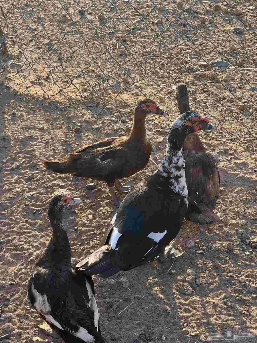 بط مصري بياض منتج3 اناثي 1 ذكر 1