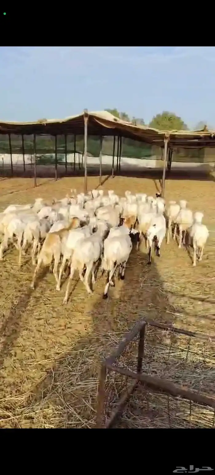 ضان رفيدية جملة 3