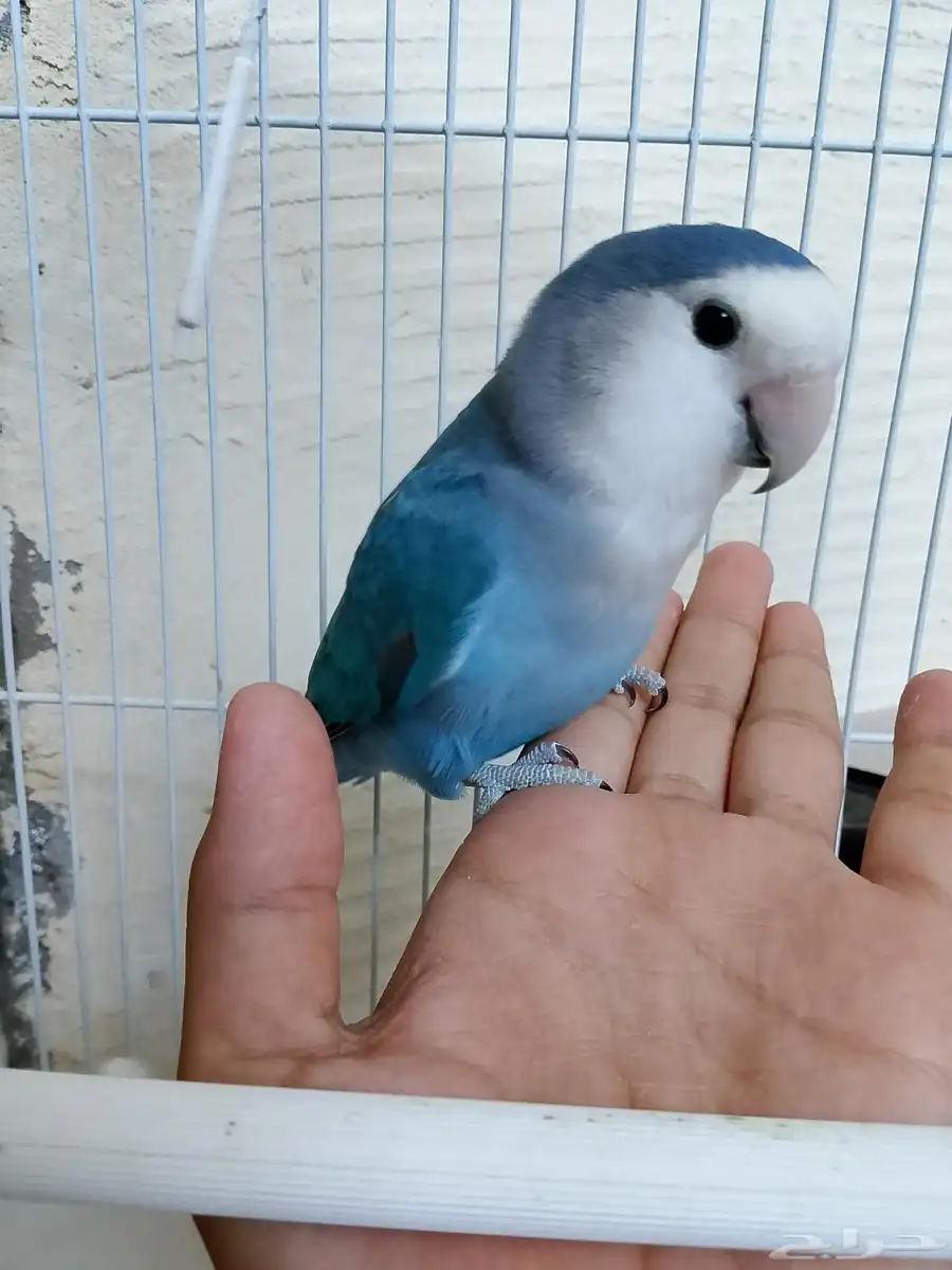 طير الروز أليف شرطة النضافه وا أليف والعمر سنه 0