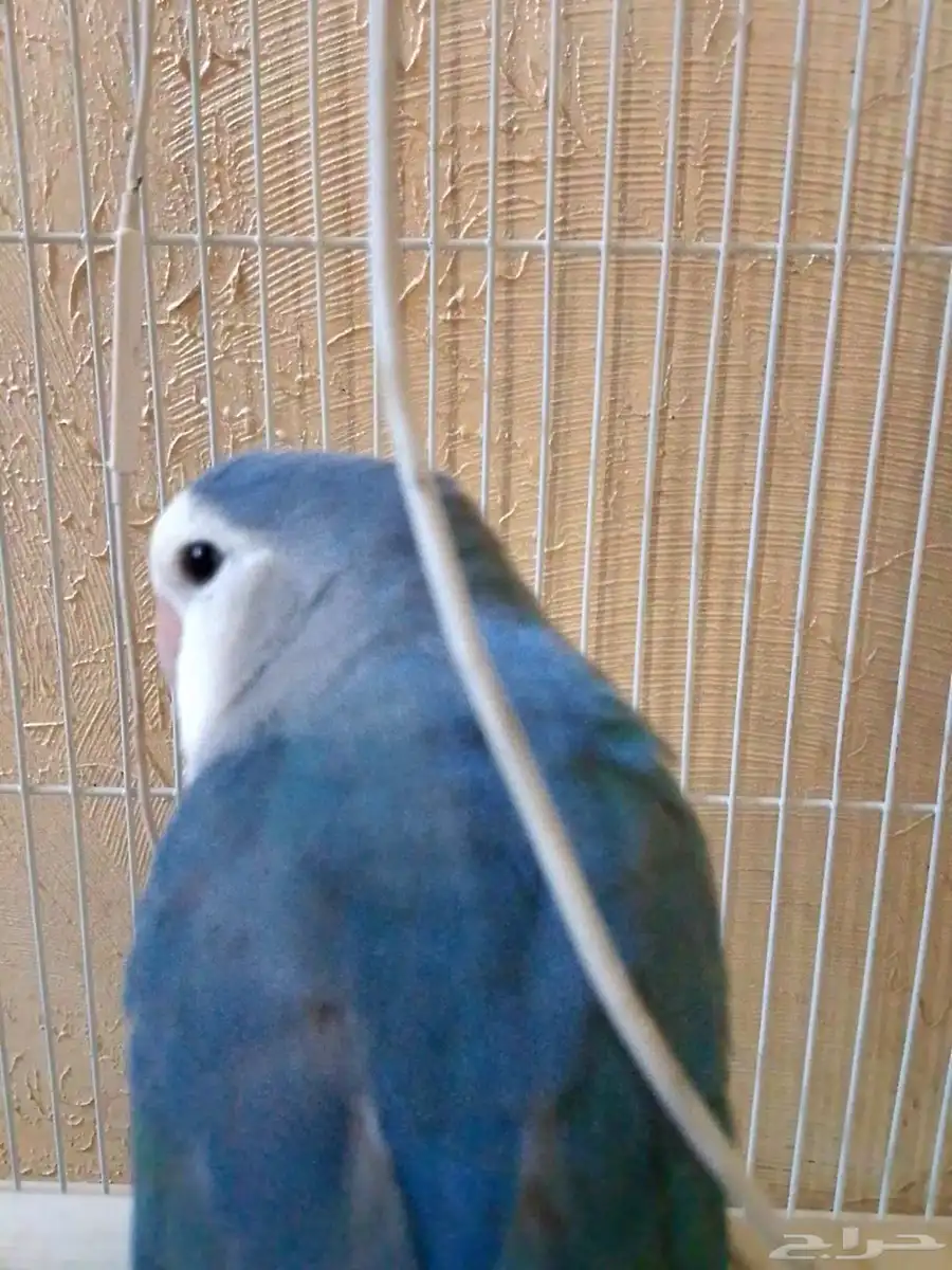 طير الروز أليف شرطة النضافه وا أليف والعمر سنه 2