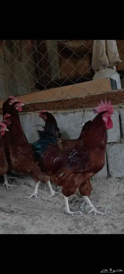 صوص دجاج فرنسي   تم البيع 3