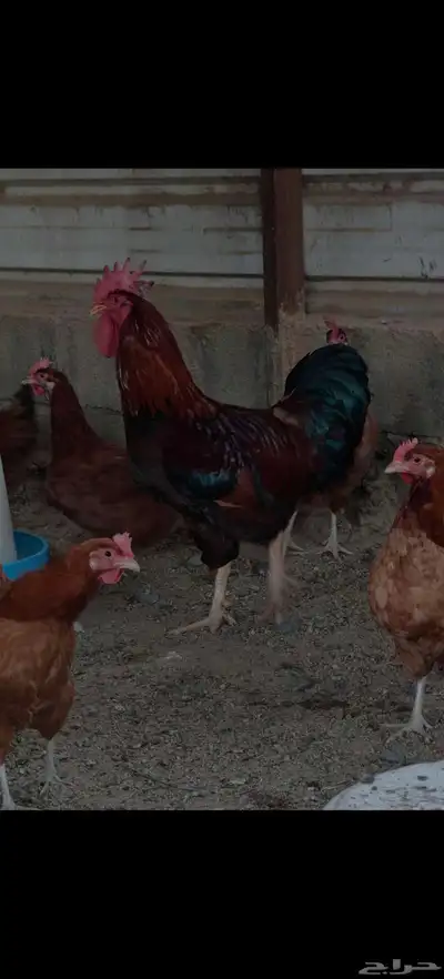 صوص دجاج فرنسي   تم البيع 2