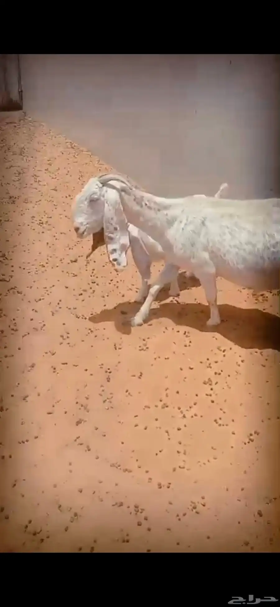 ماعز مشاريك طيبه 5