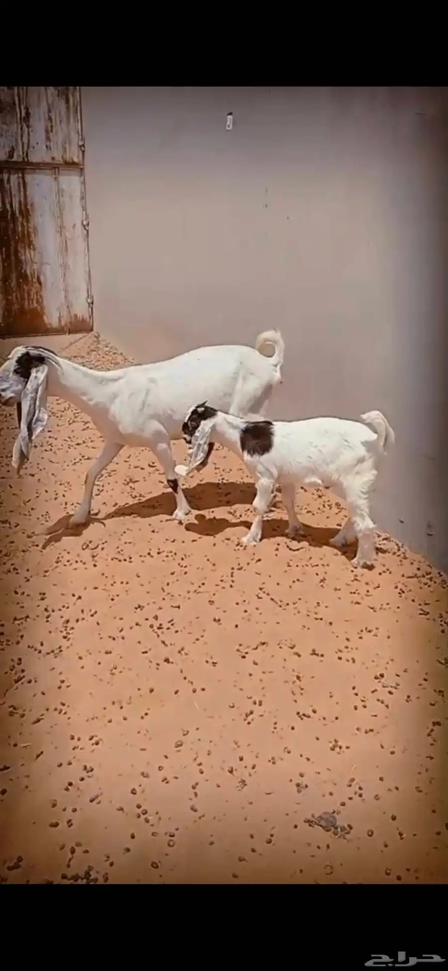 ماعز مشاريك طيبه 4