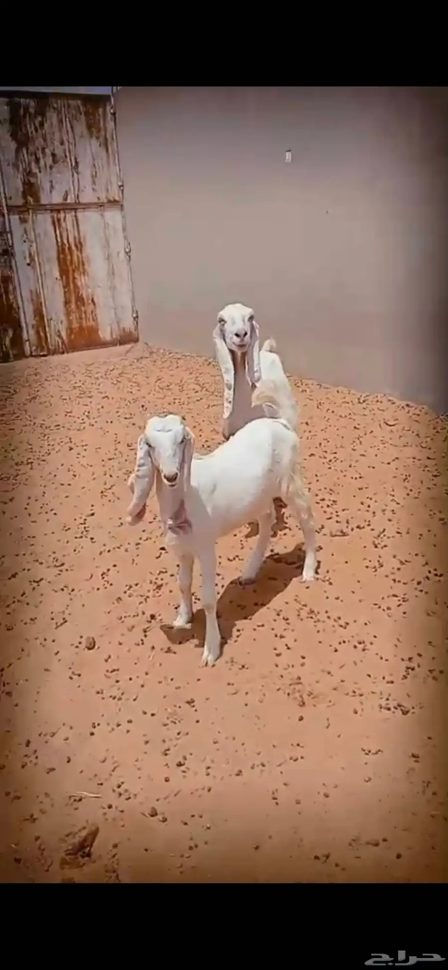 ماعز مشاريك طيبه 3