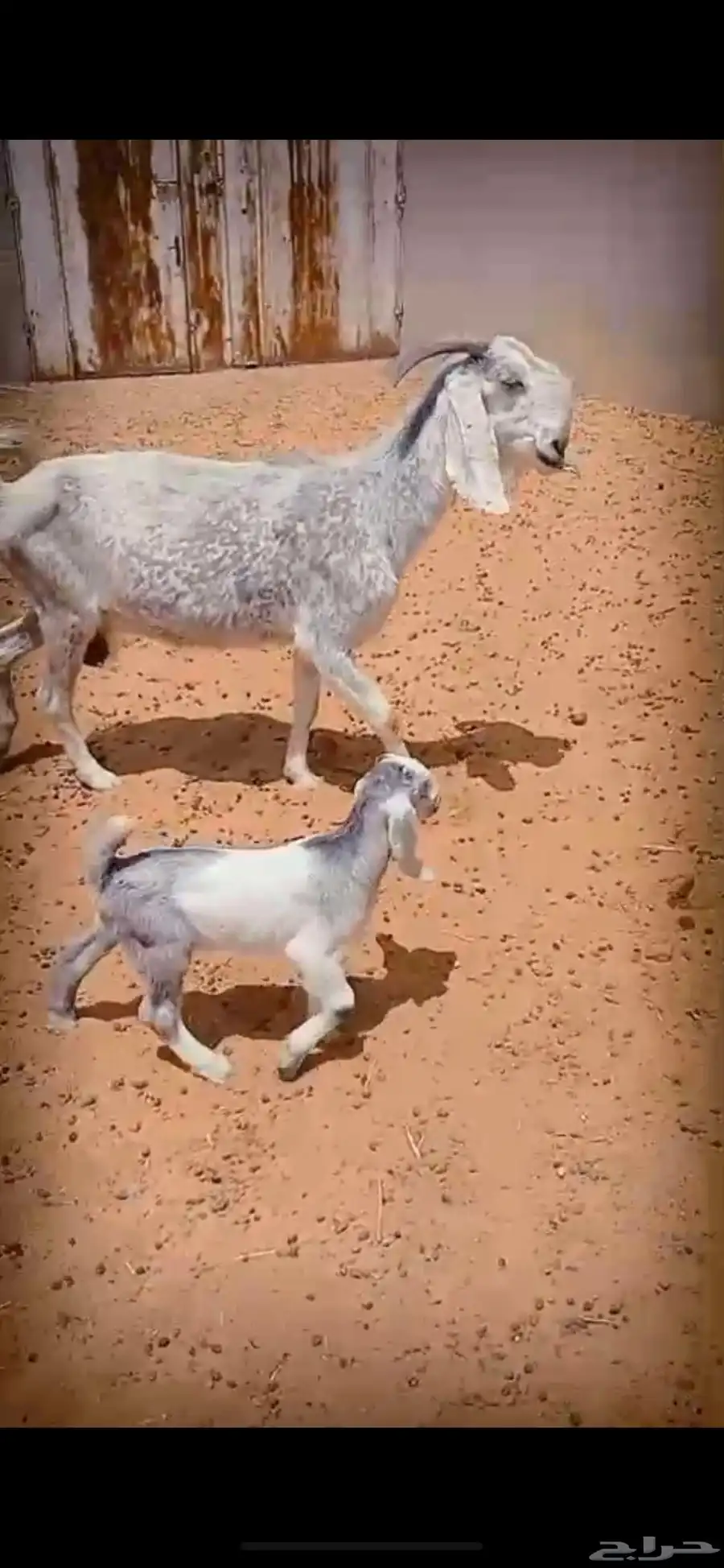 ماعز مشاريك طيبه 2