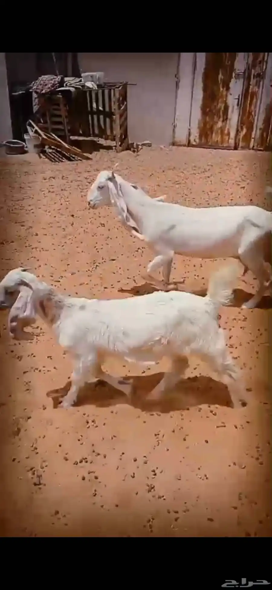ماعز مشاريك طيبه 1