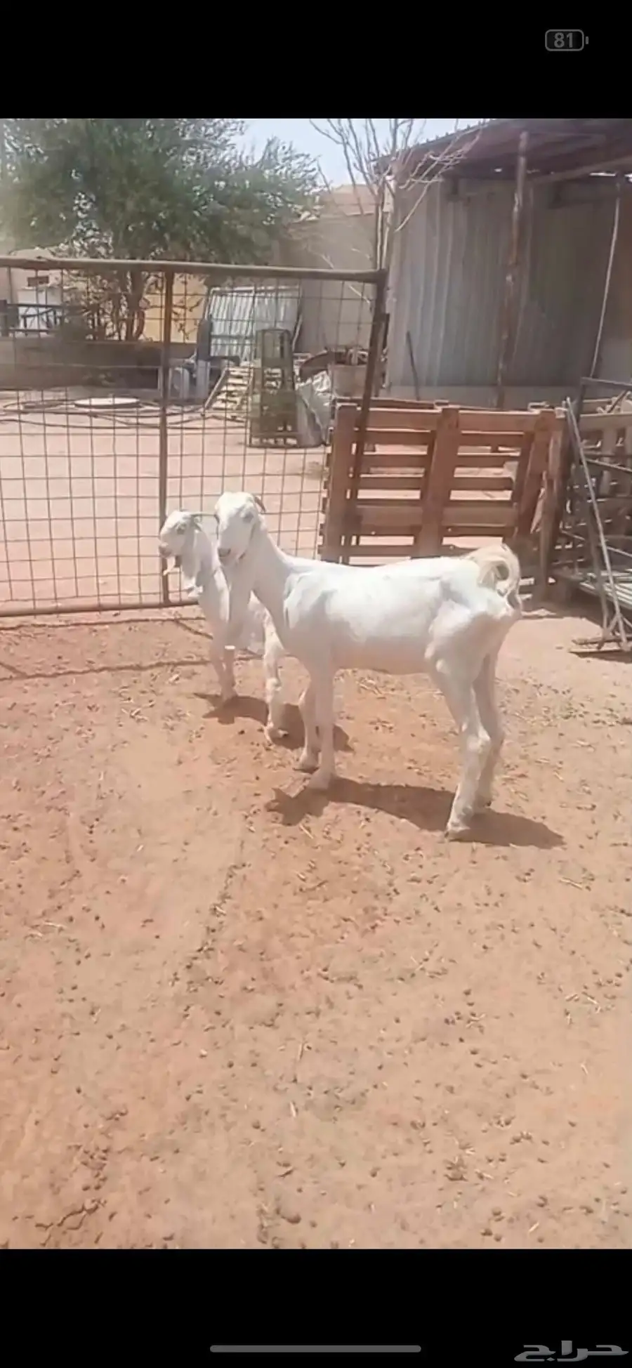 ماعز مشاريك طيبه 0