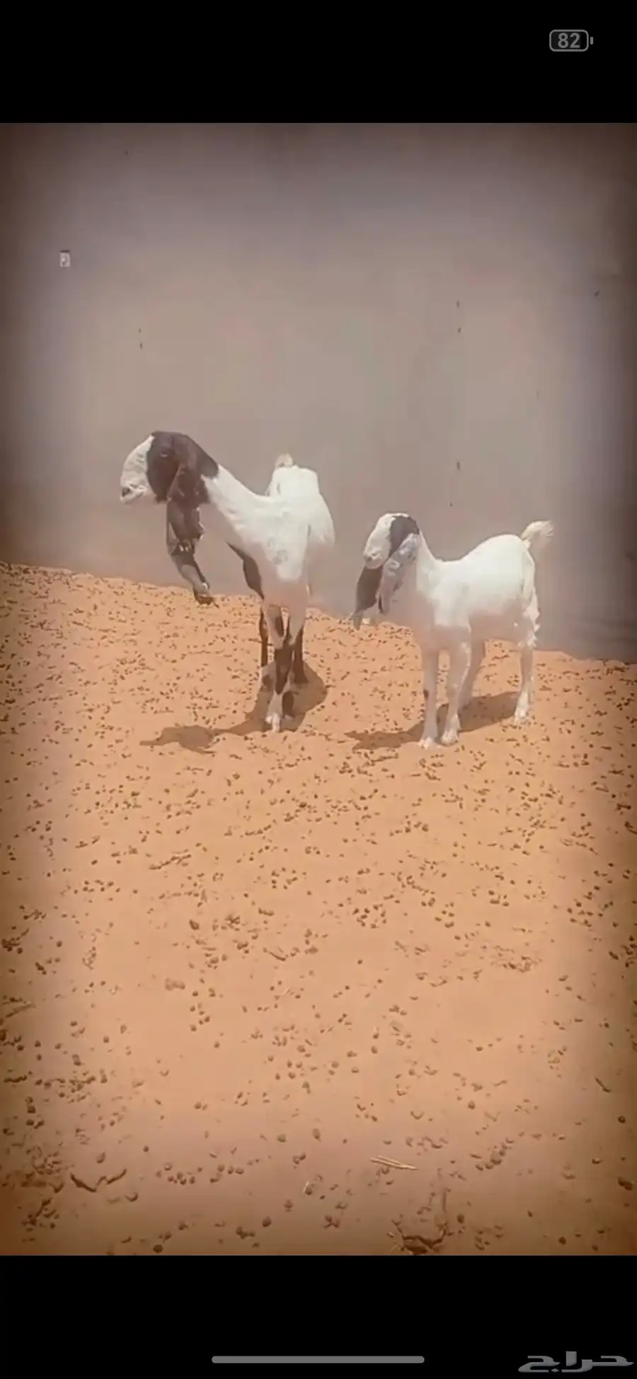 ماعز مشاريك طيبه 6