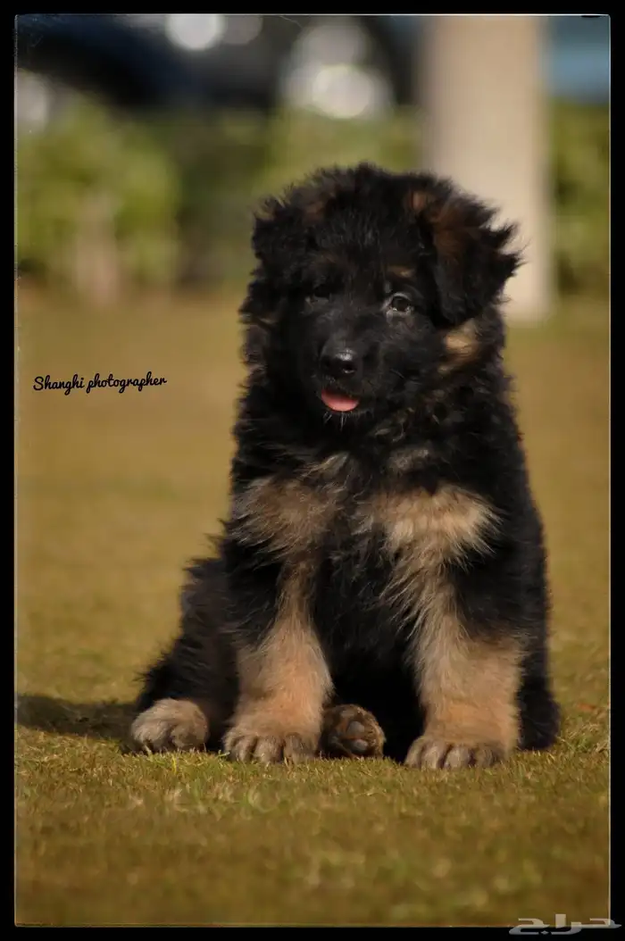 جيرمن شيبرد اهالى مستورده 0