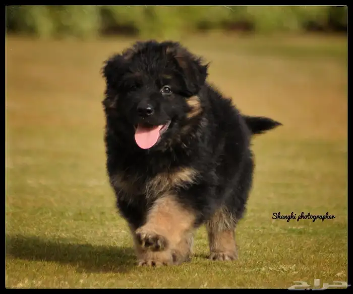 جيرمن شيبرد اهالى مستورده 2