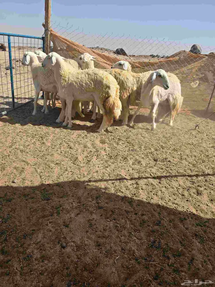 غنم حريات رخال 1