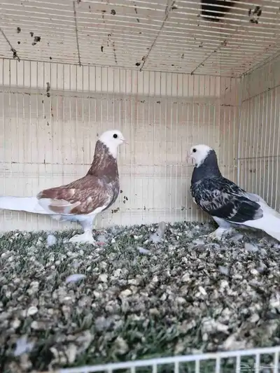 طبات تركي طواقي 2