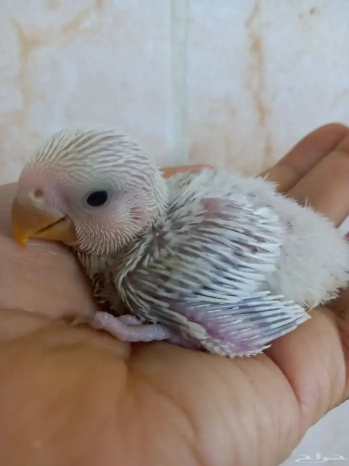 فرخ روز بلد ب 100 ريال 2