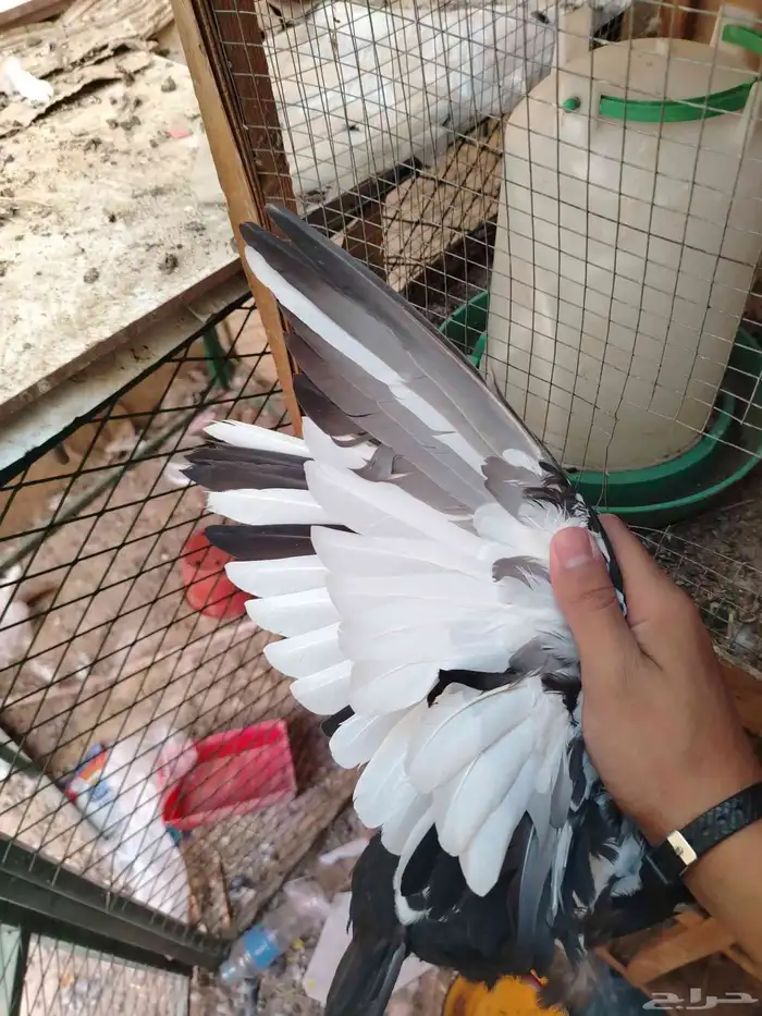 زوج. خرش مطير عامودي الانثى قلاب عشه 0