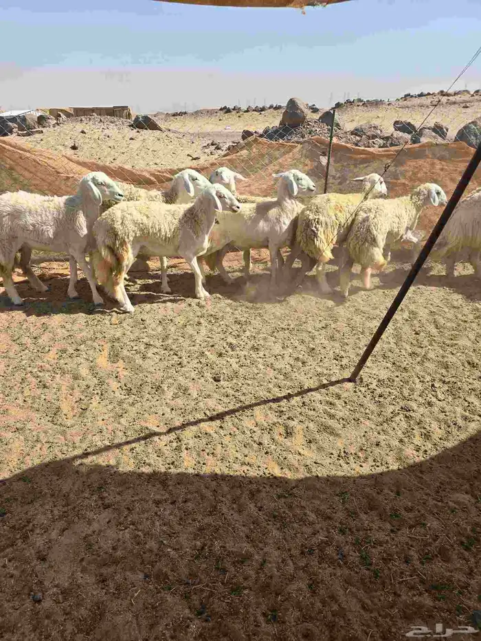 غنم حريات رخال 4